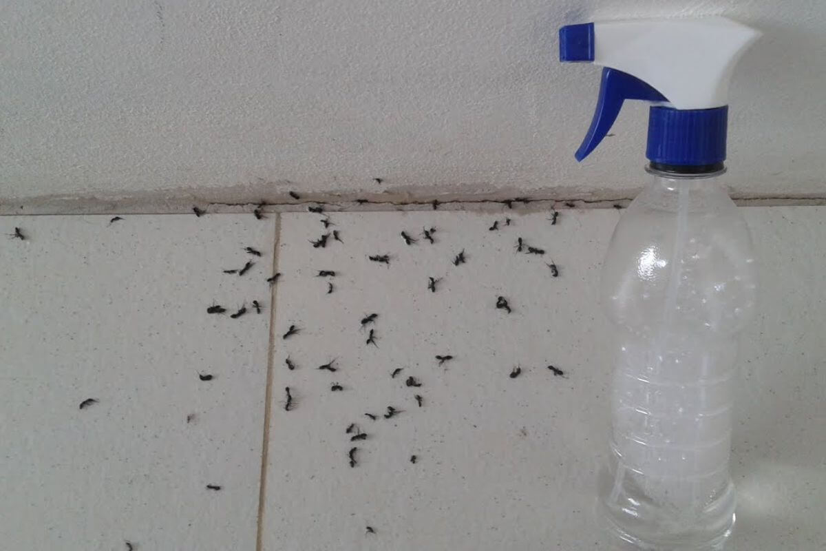 Misturinha para acabar com formigas que te incomodam tanto na sua casa