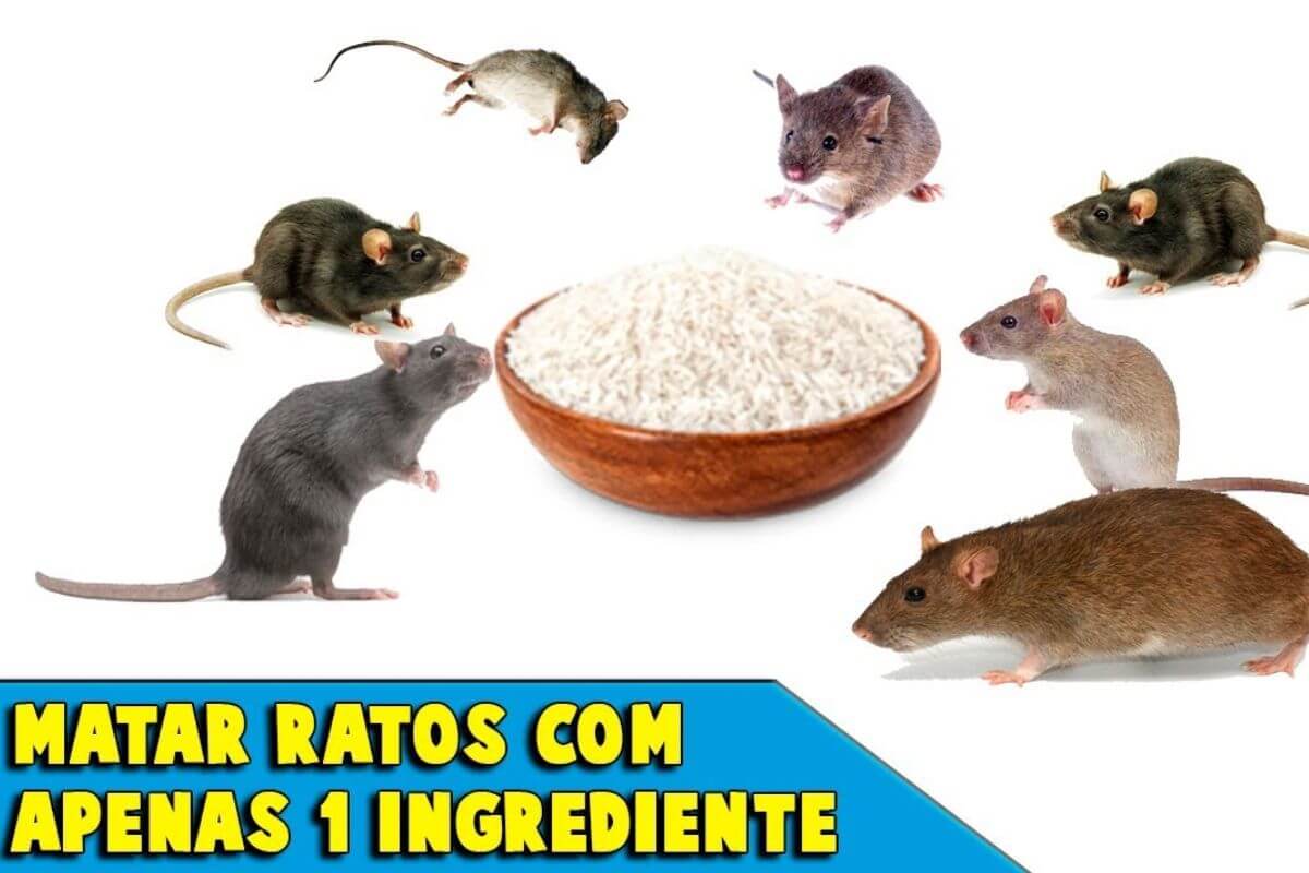 Como acabar com os ratos usando apenas 1 ingrediente simples e barato