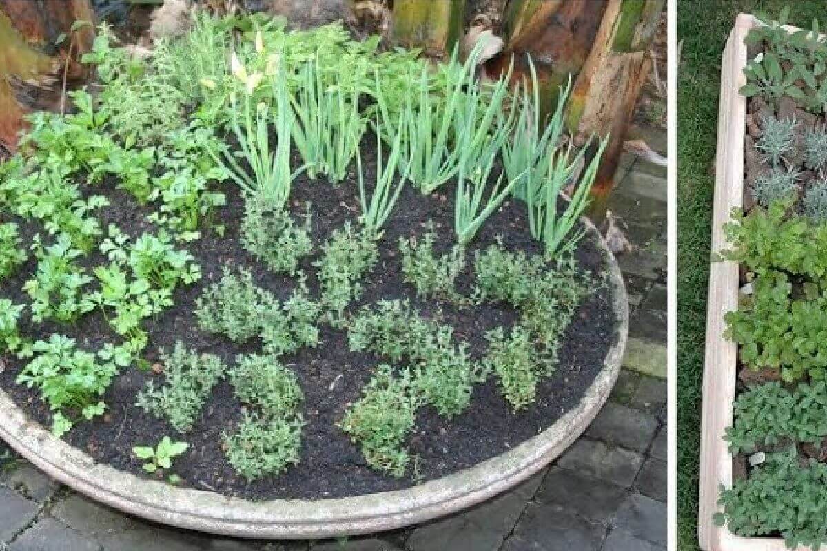 Faça uma horta na sua casa aprendendo a plantar temperos em vasos de um jeito bem fácil
