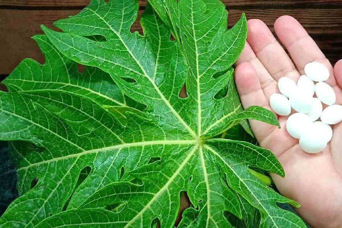 Misturei folha de mamão com naftalina e parei de gastar dinheiro com isso no mercado