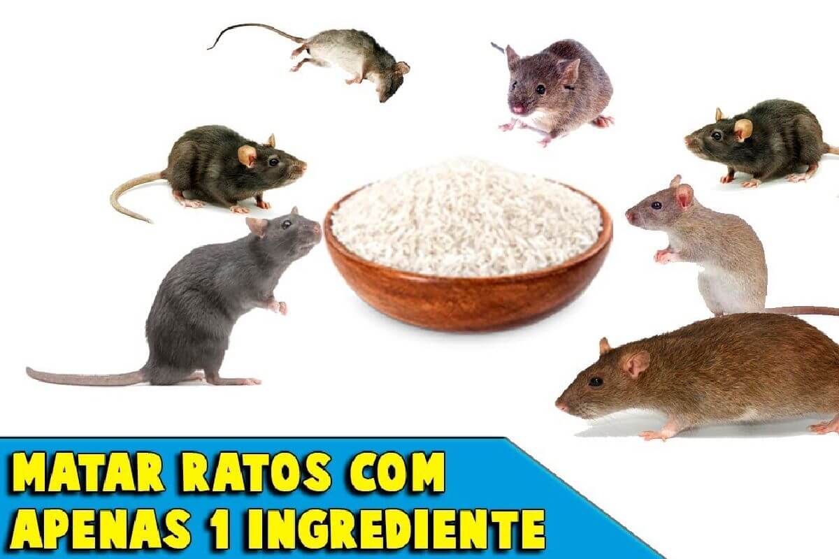 Como acabar com os ratos sem comprar veneno usando apenas 1 ingrediente