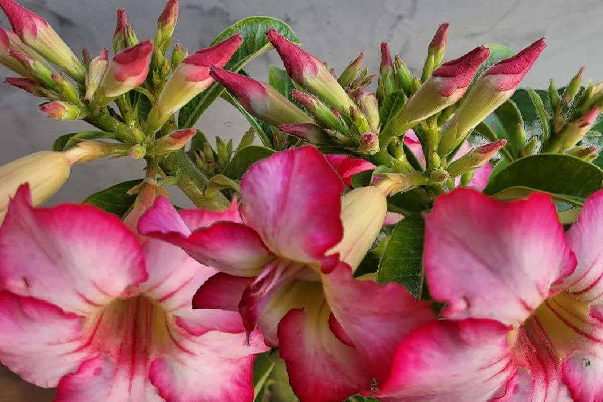 Faça você mesmo um adubo caseiro para rosa do deserto muito eficiente