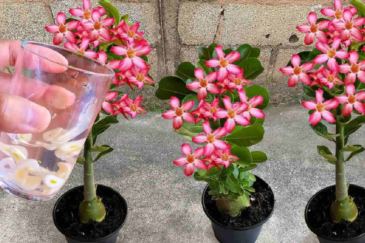 Adubo caseiro para rosa do deserto florescer forte e saudável