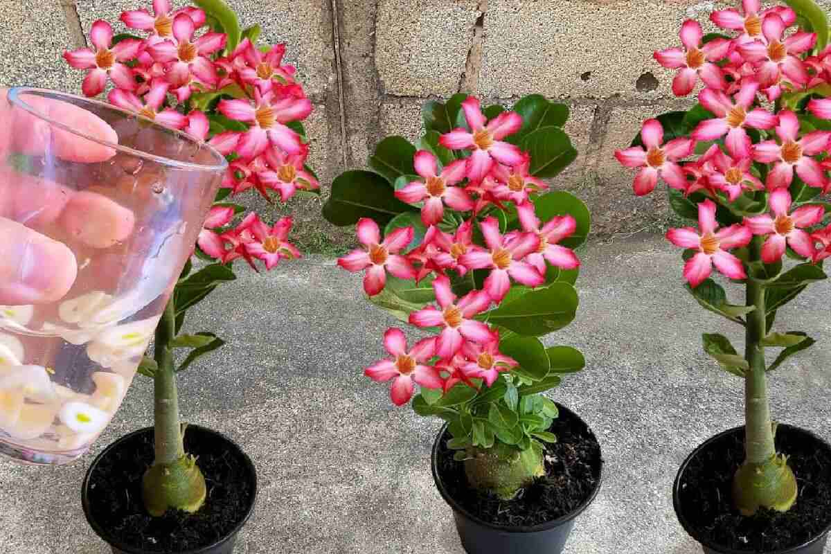 Adubo caseiro para rosa do deserto que faz explodir de tantas flores