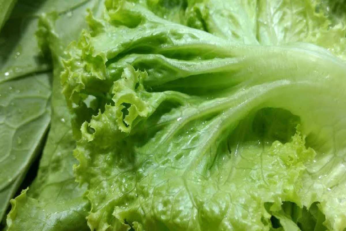 Como manter verduras frescas e sem murchar por mais tempo na geladeira