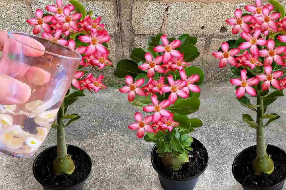 Adubo caseiro para rosa do deserto florir forte e saudável