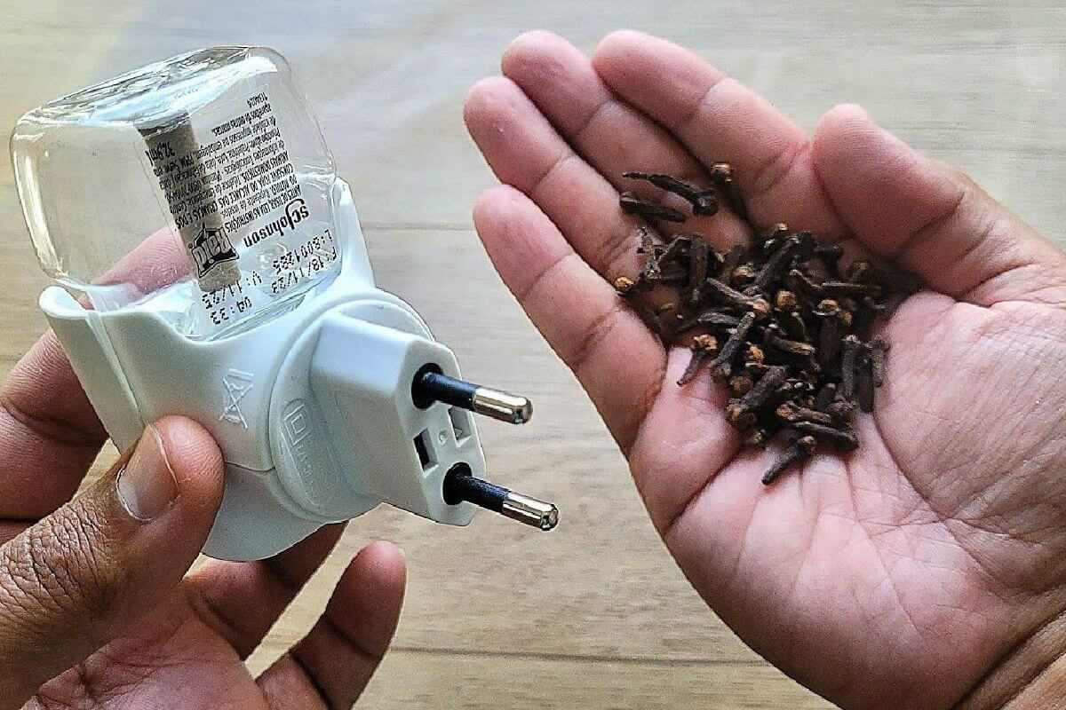 Com cravos da índia você conseguirá resolver o problema de pernilongos na sua casa
