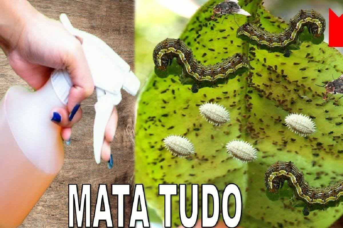 Aprenda a fazer um inseticida para plantas caseiro que acaba com as pragas rapidinho
