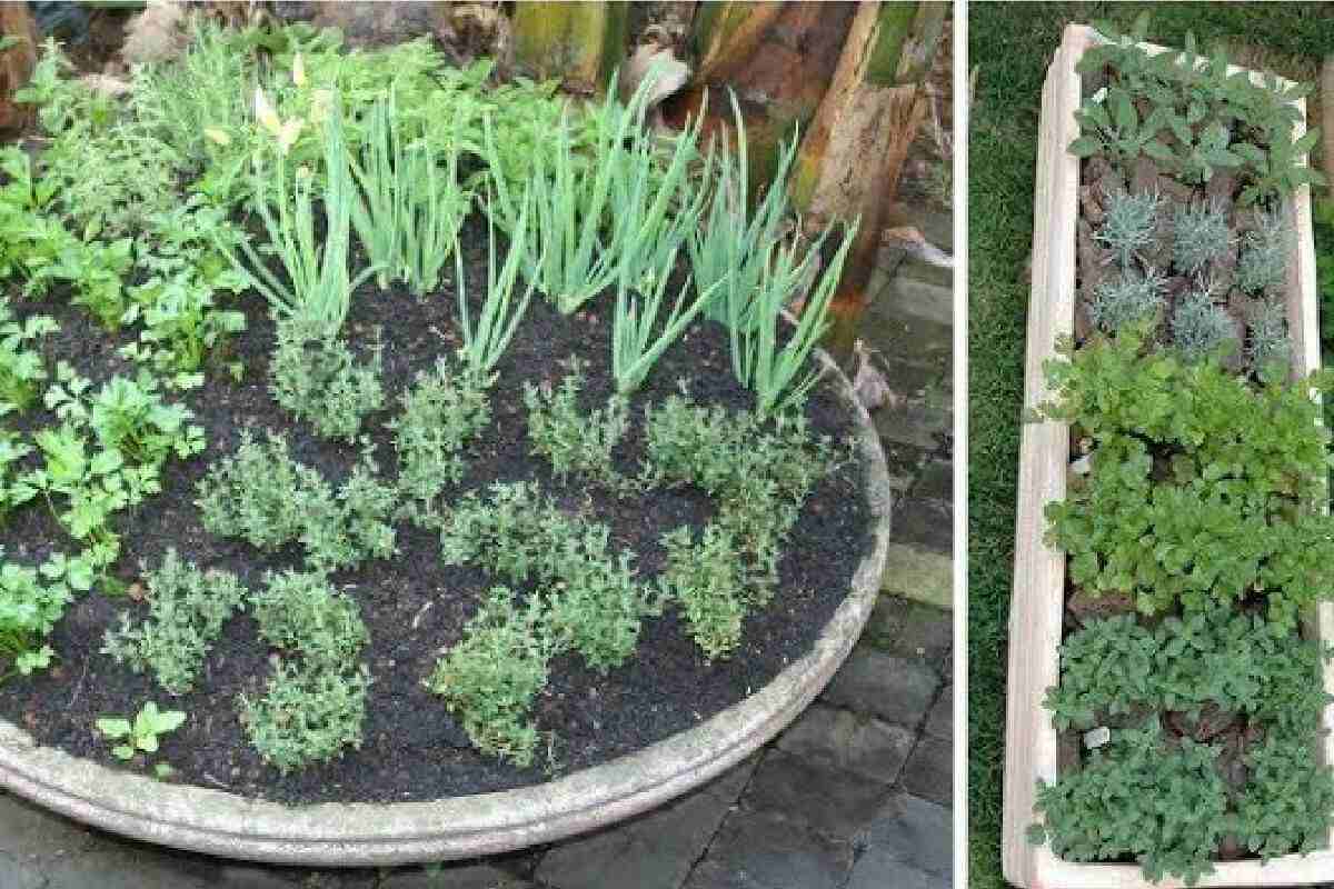 Faça uma horta na sua casa aprendendo como plantar temperos em vasos de um jeito fácil