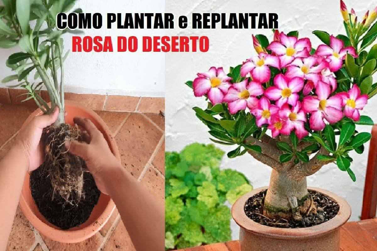 Veja como plantar rosa do deserto e fazer explodir de flores