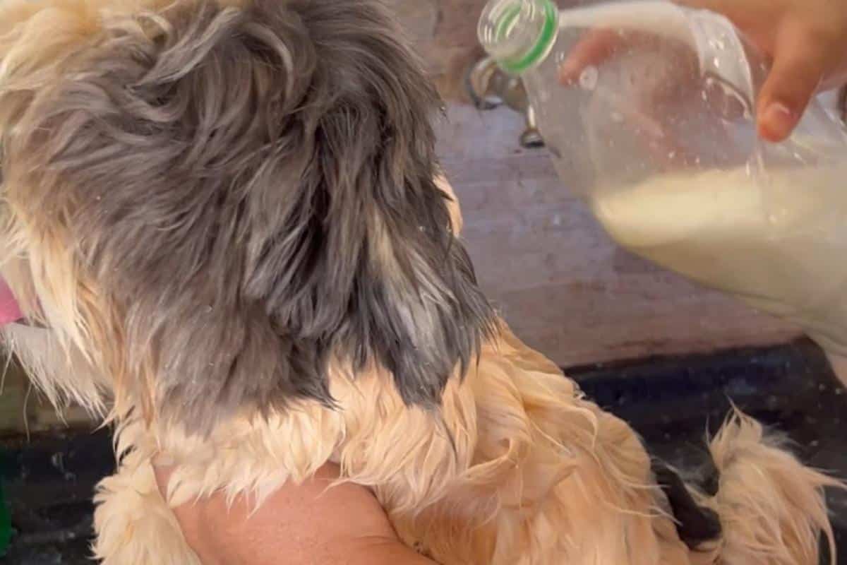 Veja como acabar com pulgas e carrapatos do seu pet de um jeito bem fácil e barato