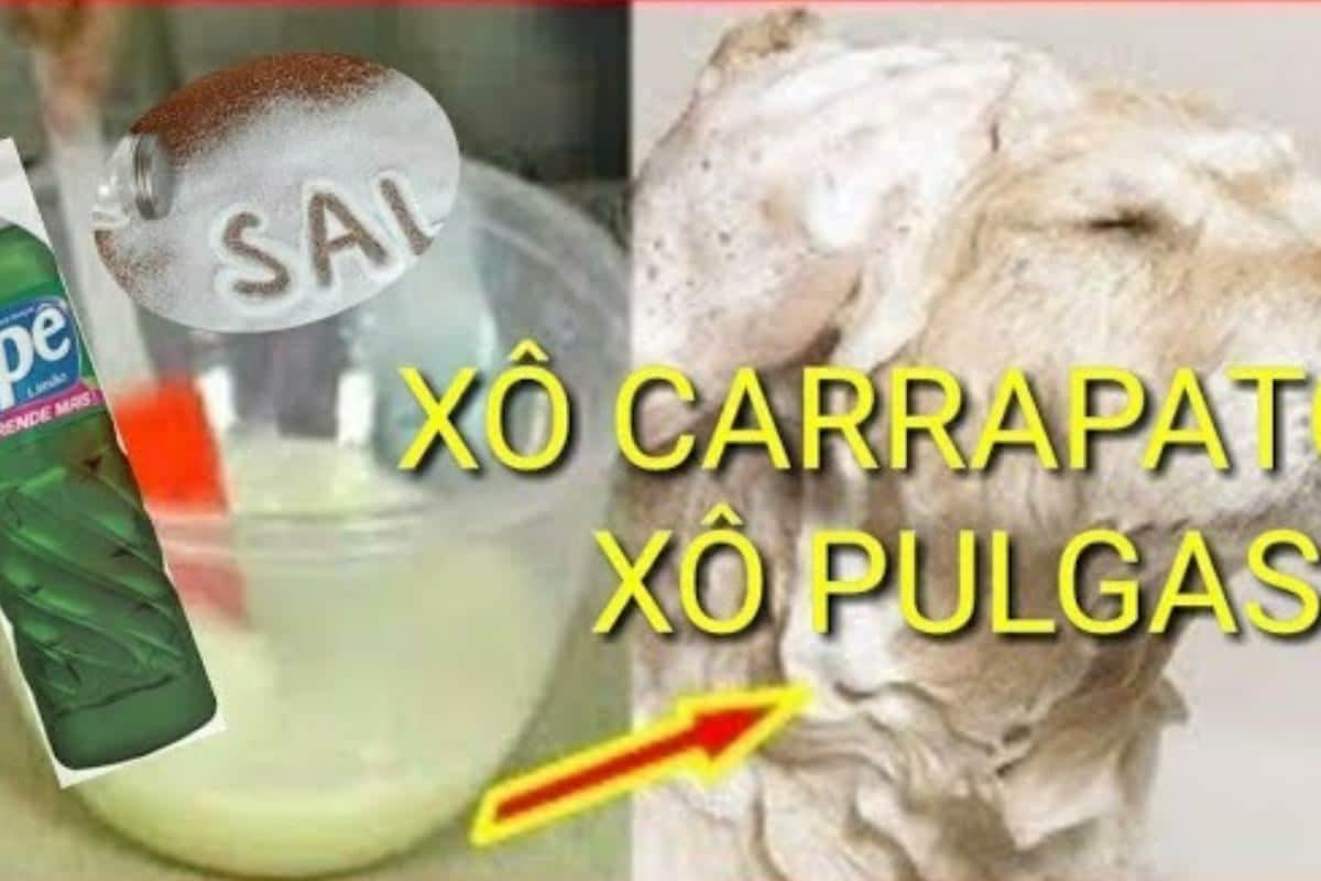 Veja como acabar com pulgas e carrapatos do seu pet de um jeito simples e barato