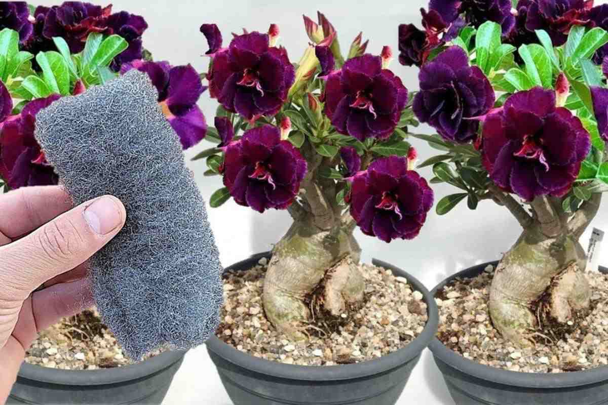 Usando bombril dá para fazer um adubo caseiro para rosa do deserto excelente