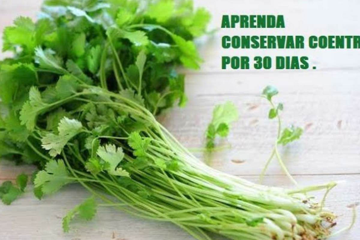 Como conservar coentro por mais dias sem estragar e sem murchar