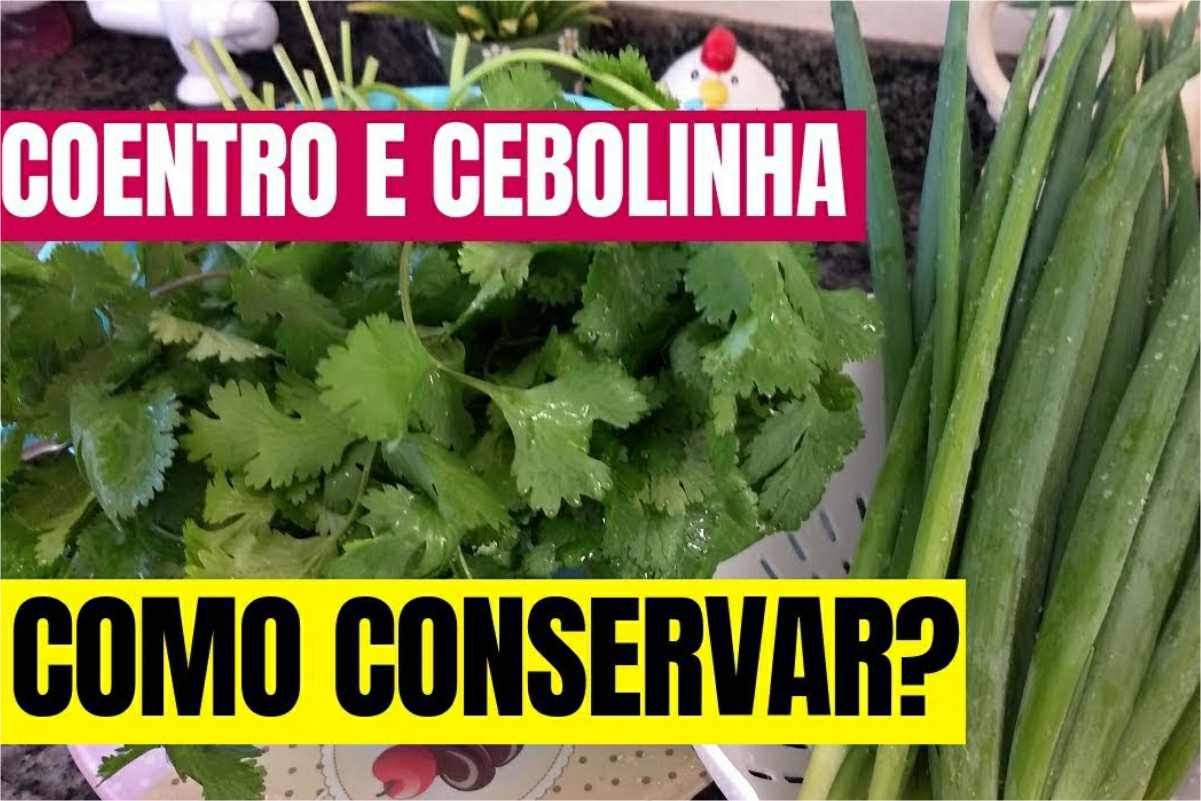 Como conservar coentro e cebolinha por mais tempo sem murchar e estragar