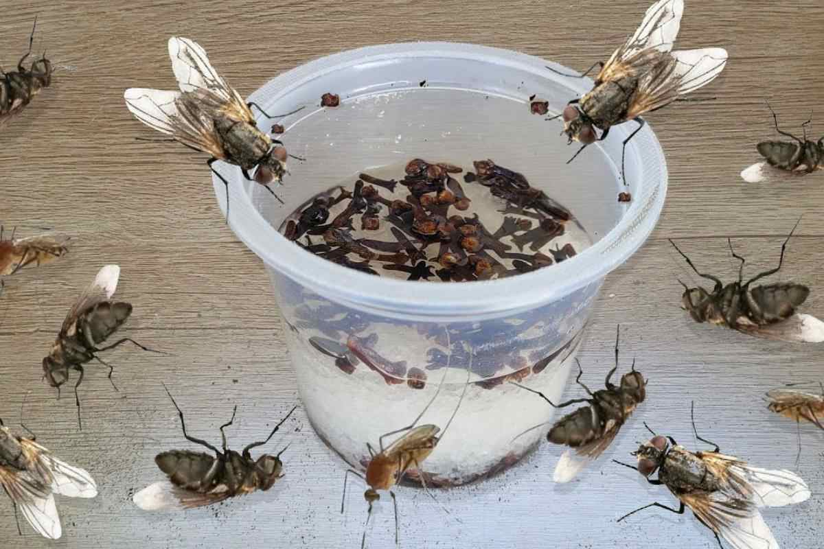 Como espantar insetos da sua cozinha de uma forma simples e precisar de veneno