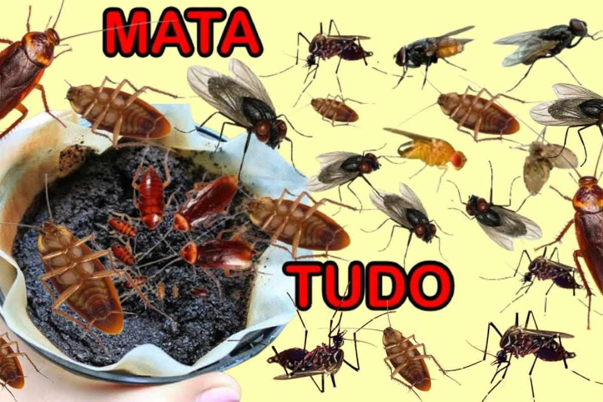 Como espantar insetos da sua casa de uma vez por todas sem usar veneno