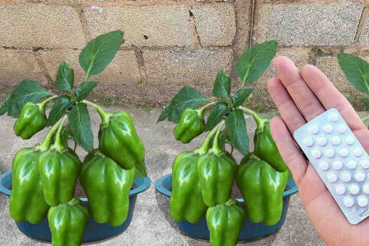 Como plantar pimentão em vaso de um jeito que produz muito e ano todo