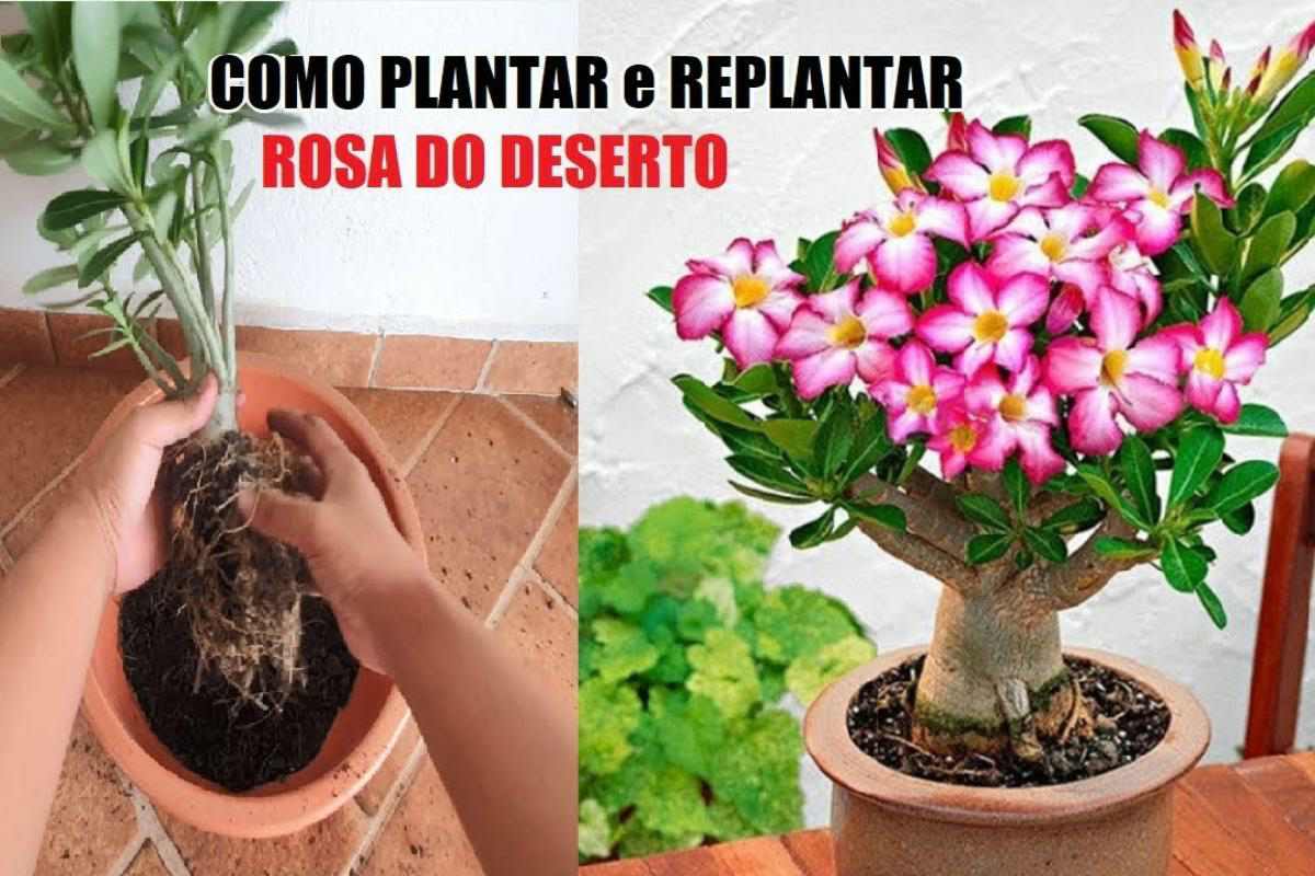 Como plantar rosa do deserto do jeito correto para florir sempre