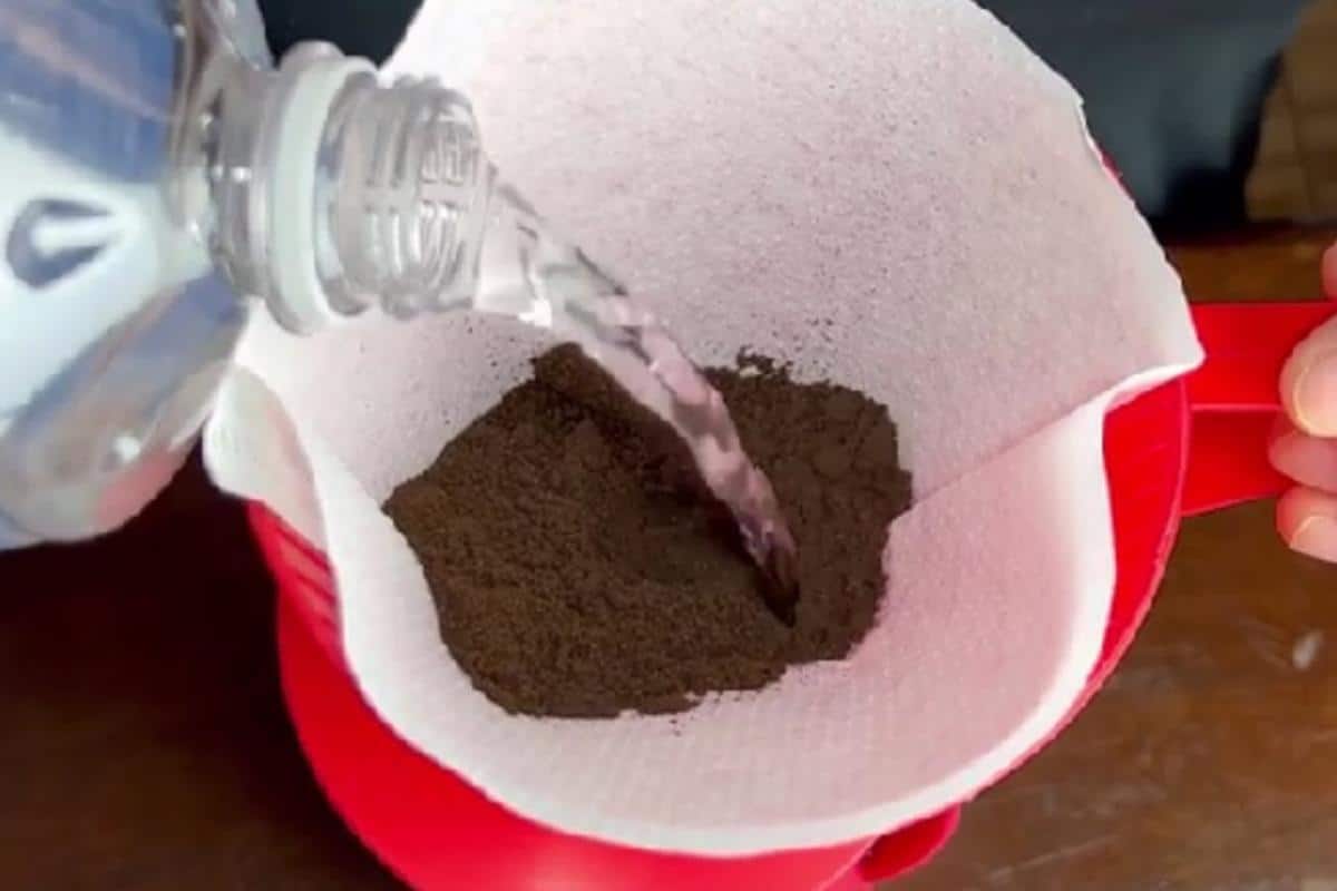 Dica para espantar os insetos da sua cozinha de uma vez por todas