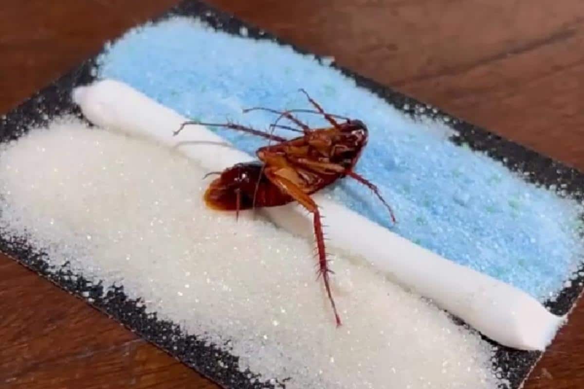 Misturinha caseira para acabar com os insetor da sua casa sem precisar de veneno