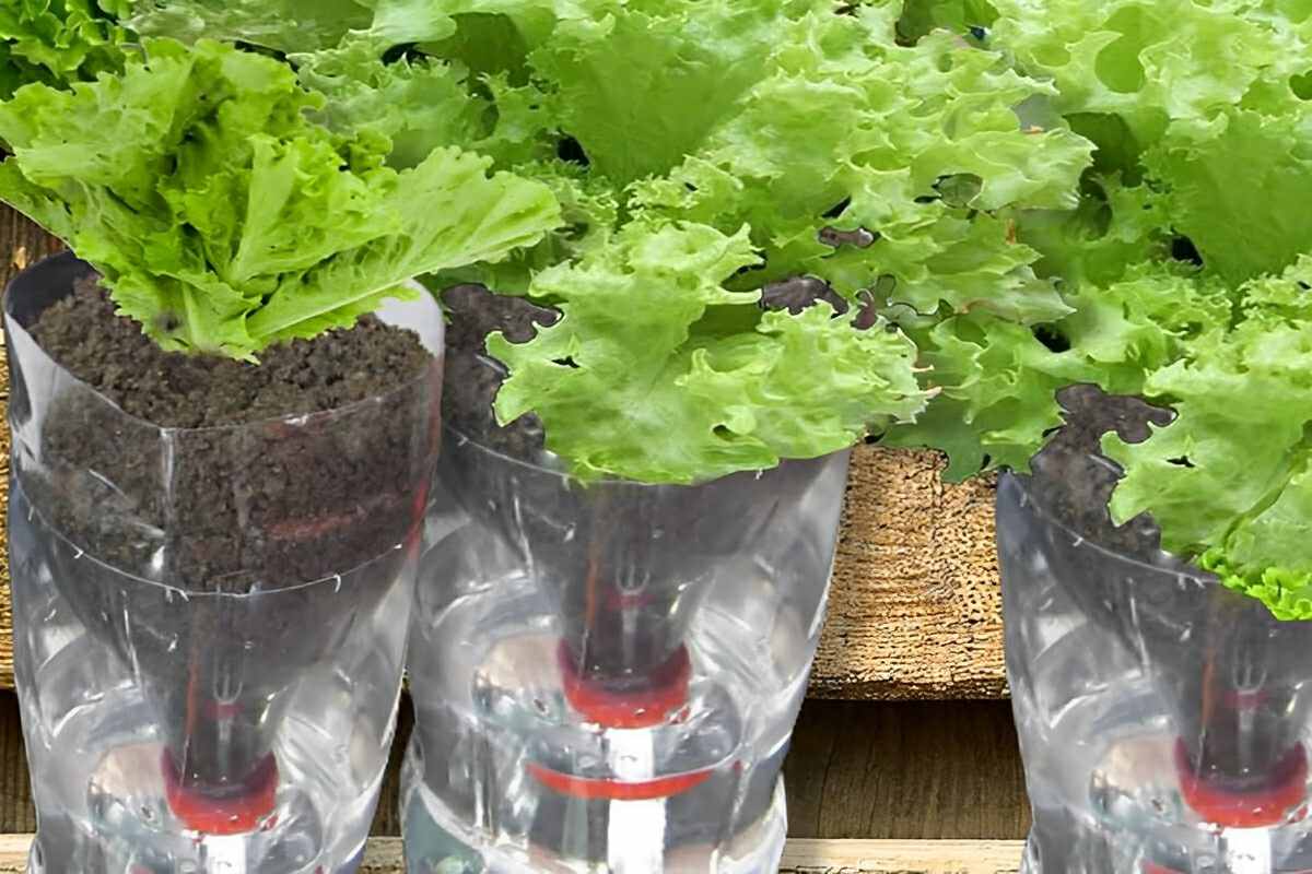 Na sua casa vai ter uma horta incrível quando você aprender como plantar alface na água