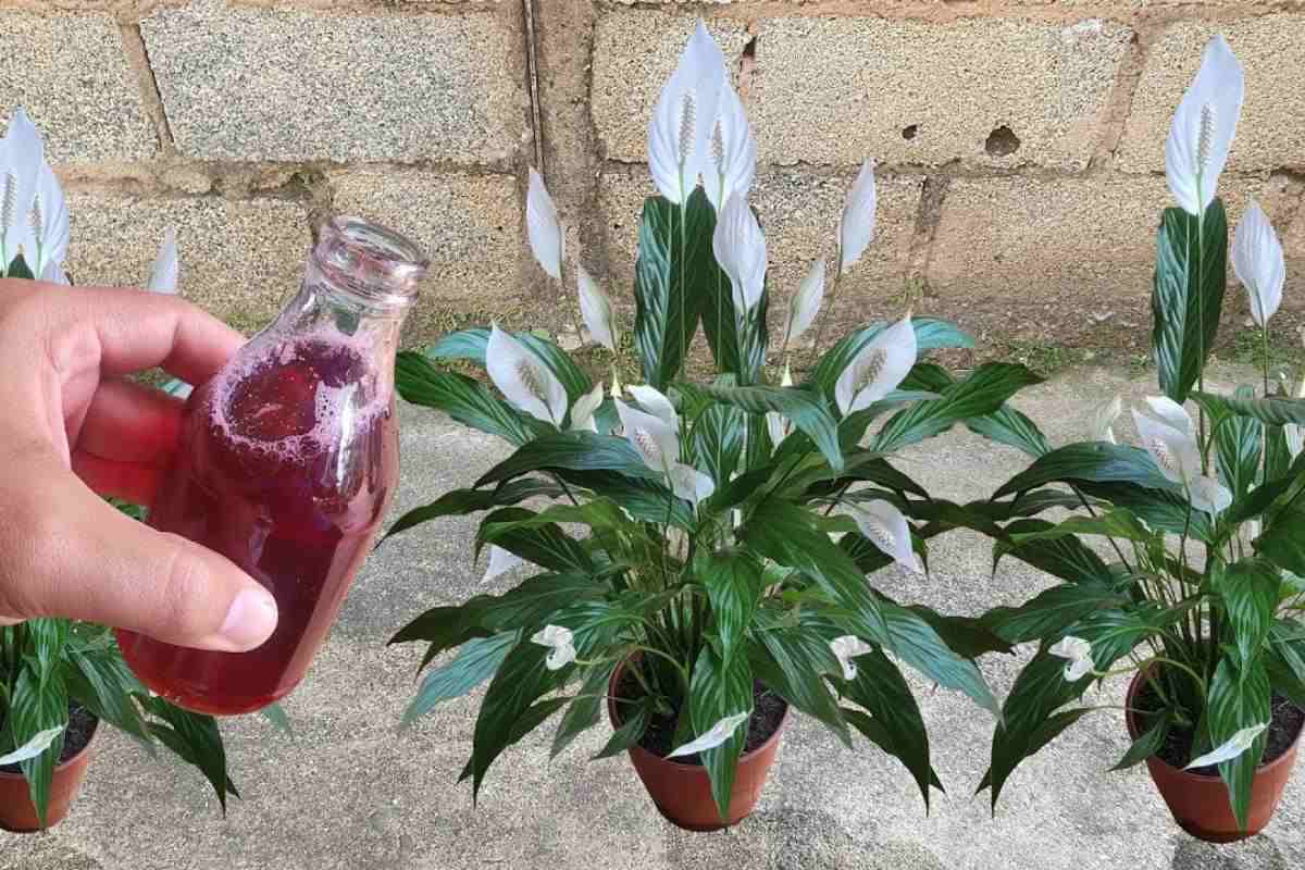 Seu jardim muito mais bonito com essa solução caseira para flores e qualquer tipo de planta