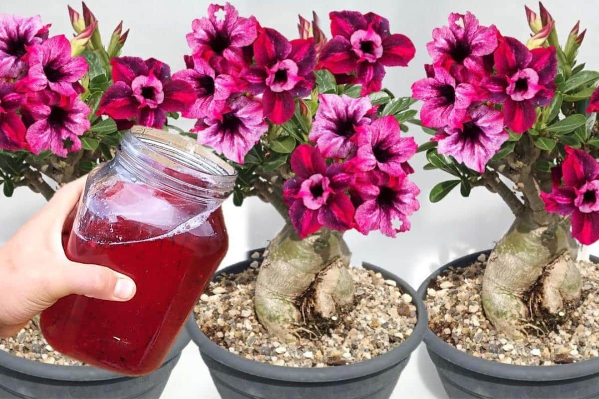 Adubo caseiro para rosa do deserto que faz explodir de flores em pouco tempo
