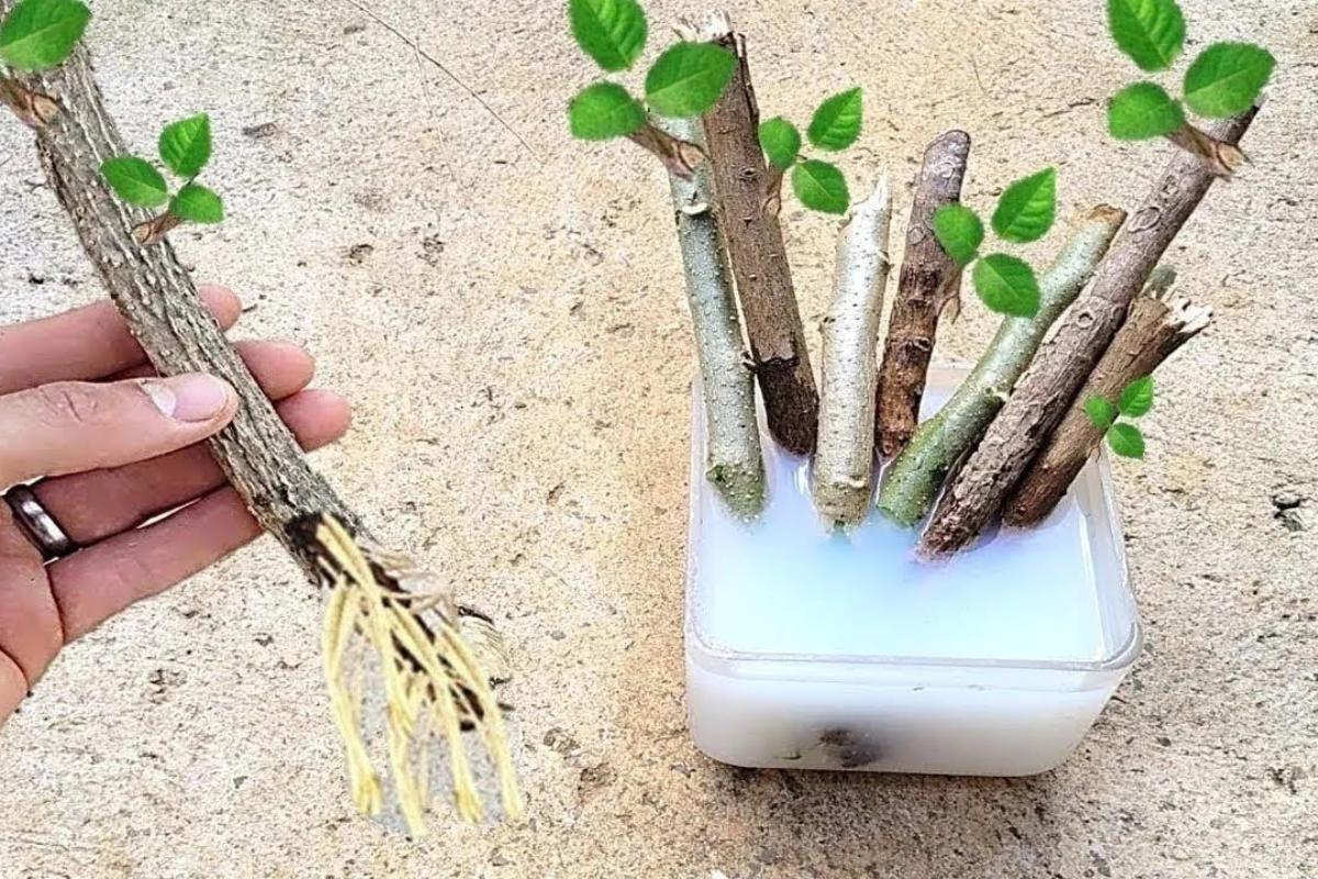 Como enraizar galhos e produzir mais mudas para florir seu jardim