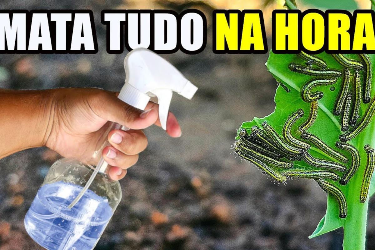 Como fazer pesticida caseiro para plantas que mata todas as pragas em segundos