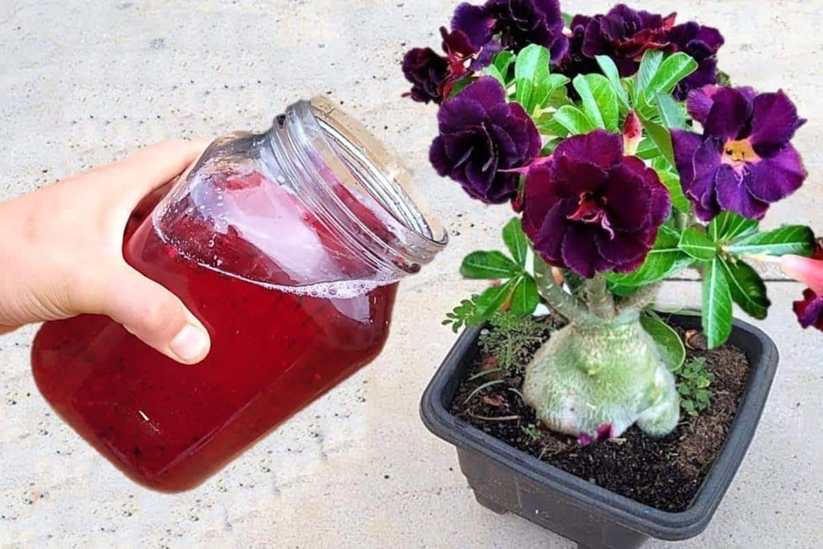 Seu jardim vai ficar muito mais florido com essa solução caseira para rosa do deserto