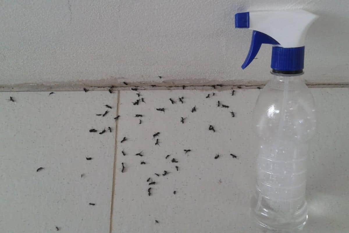 Como acabar com as formigas da sua casa com uma misturinha barata e fácil de fazer