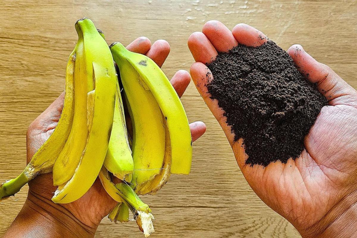 Como fazer adubo caseiro para plantas sem gastar quase nada de ingredientes
