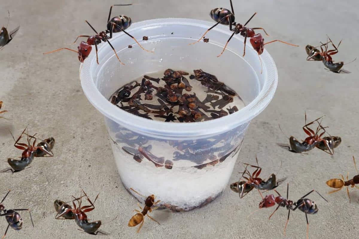 Como acabar com as formigas da sua cozinha sem precisar espalhar veneno pela casa