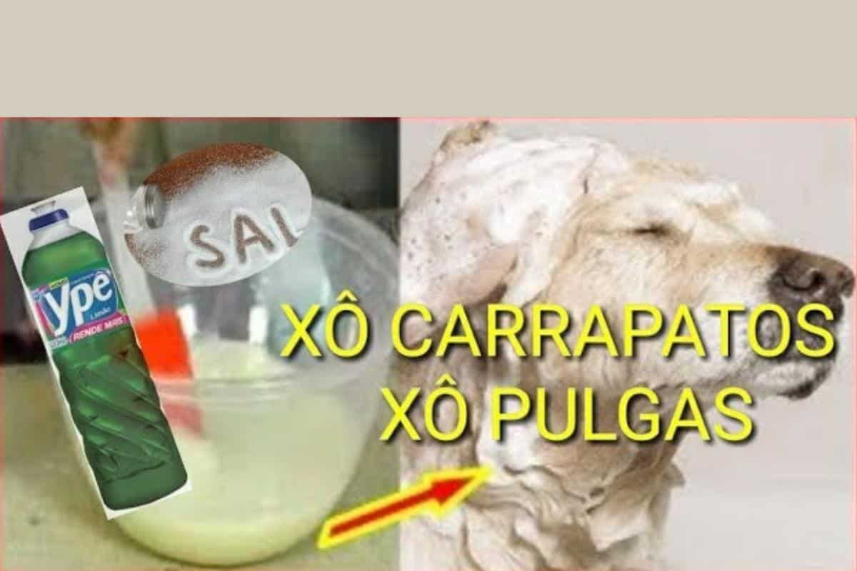 Como acabar com as pulgas e carrapatos sem precisar comprar veneno no petshop