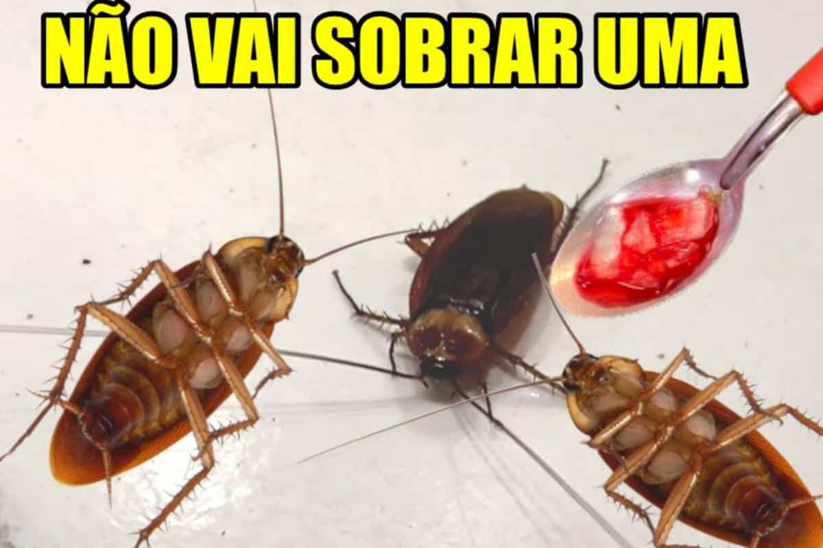 Como eliminar baratas da sua casa definitivamente de um jeito simples e barato