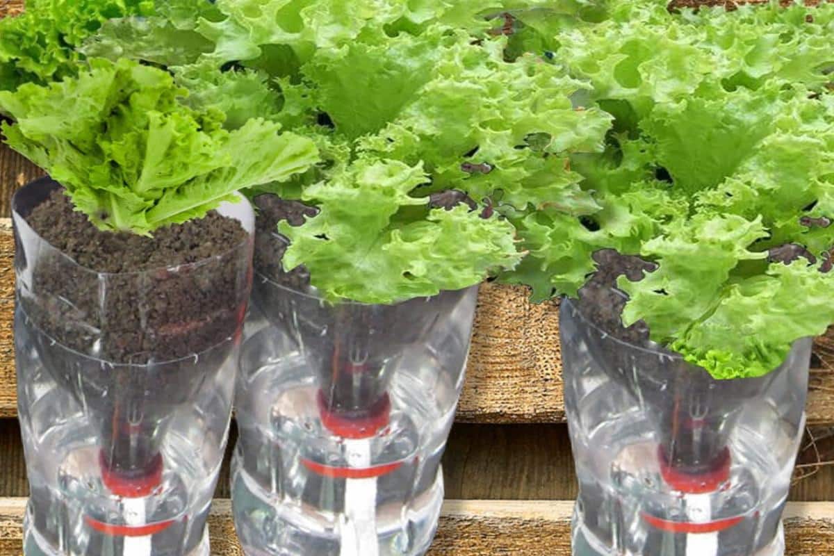 Fiz uma horta na minha casa depois que aprendi como plantar alface na água