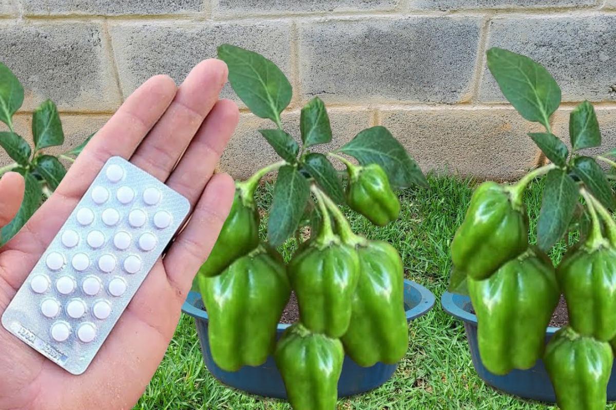 Como plantar pimentão em vaso e ainda produzir o ano todo