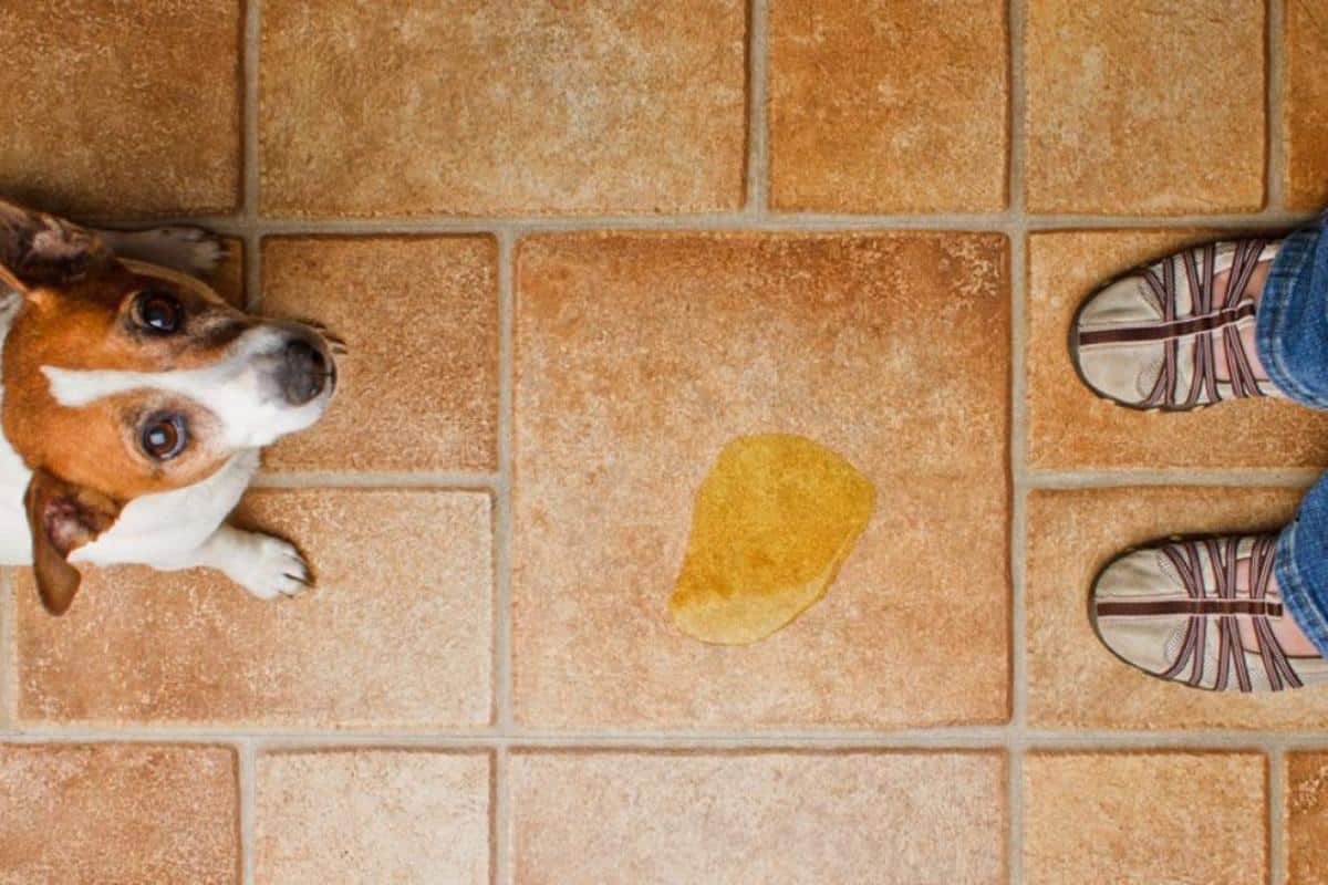Como tirar cheiro de xixi do quintal de um jeito simples e prático