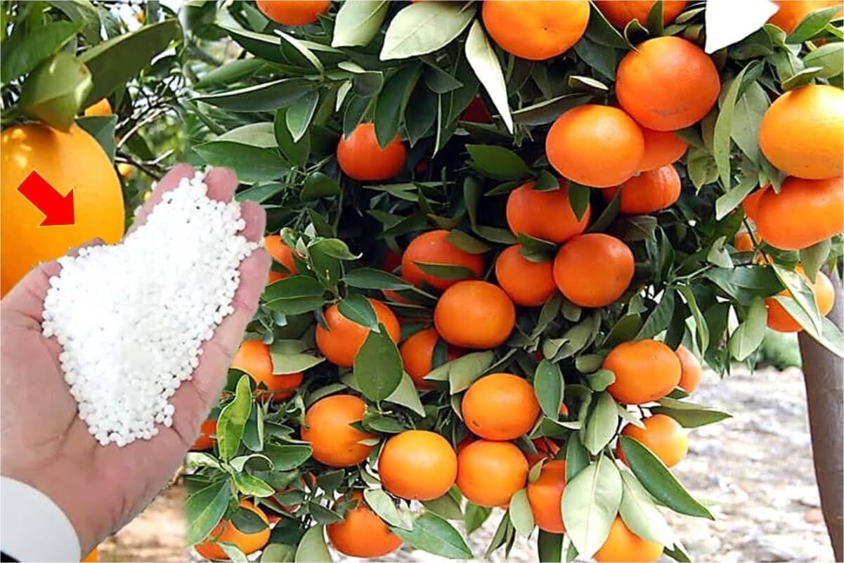 Adubo caseiro simples e barato que faz qualquer planta explodir de frutos