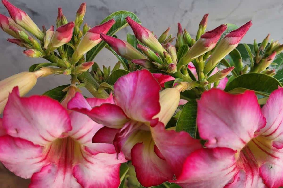 Adubo caseiro para rosa do deserto que faz dar flores o ano inteiro