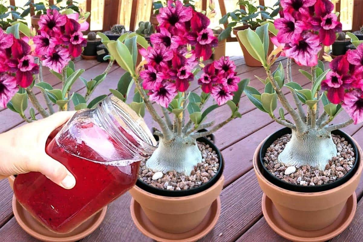 Esse adubo caseiro para rosa do deserto vai fazer sua plantar explodir de tantas de flores