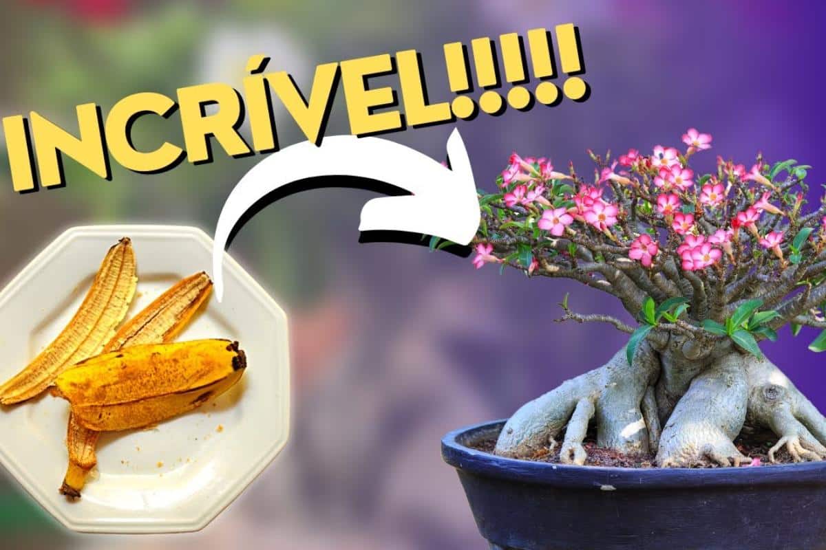 Como fazer adubo caseiro para rosa do deserto florir o ano todo