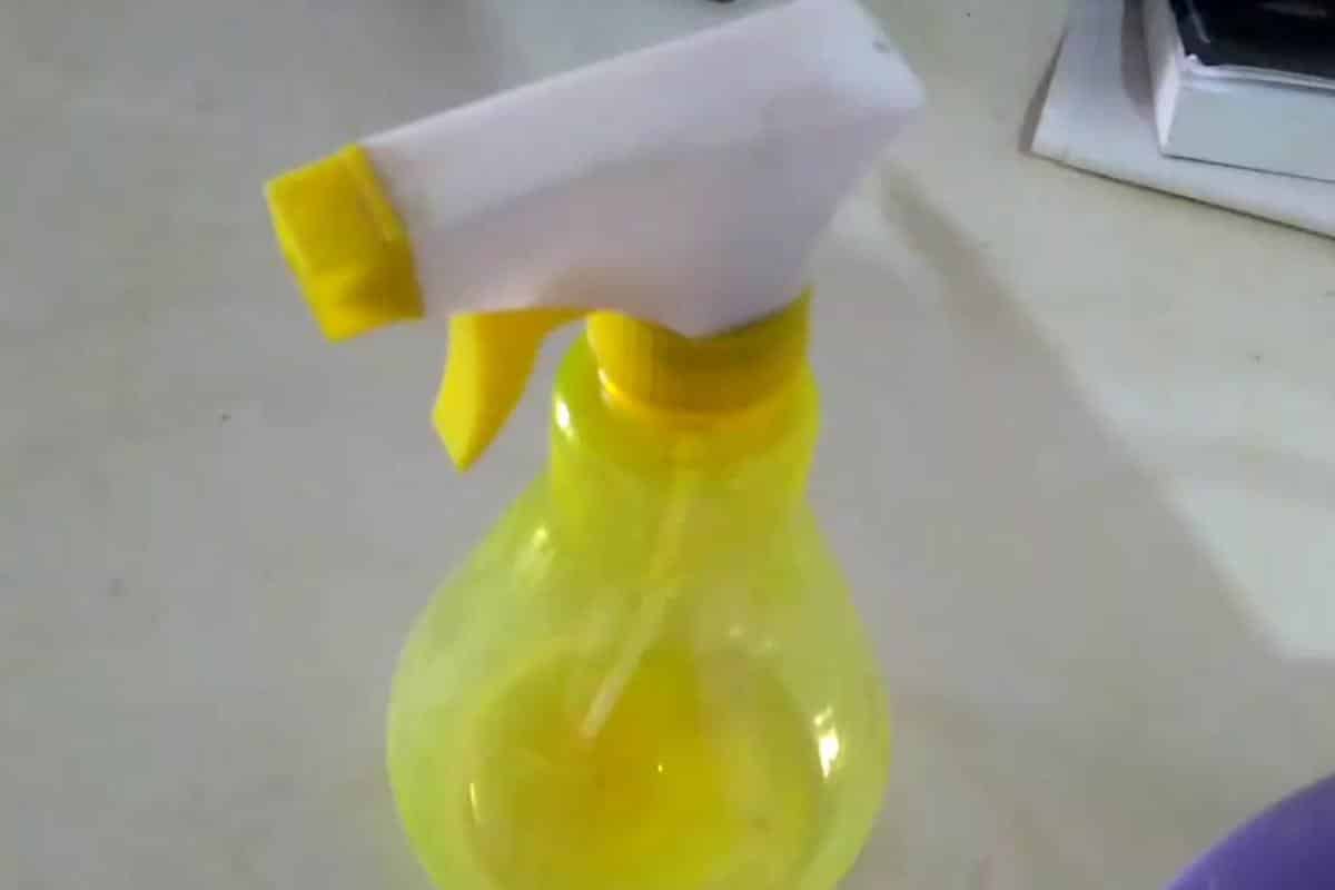 Como acabar com pulgas e carrapatos do seu pet sem precisar gastar com inseticida
