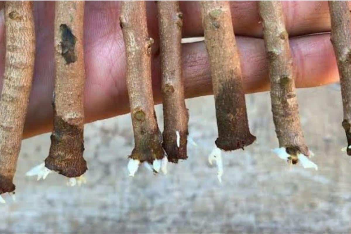 Como enraizar galhos de plantas e produzir várias mudas para o seu jardim