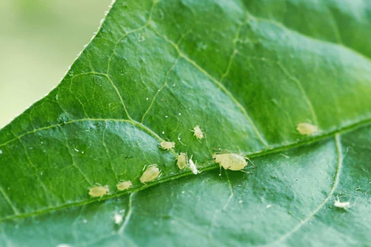Como matar pulgão das plantas da sua casa sem precisar comprar veneno