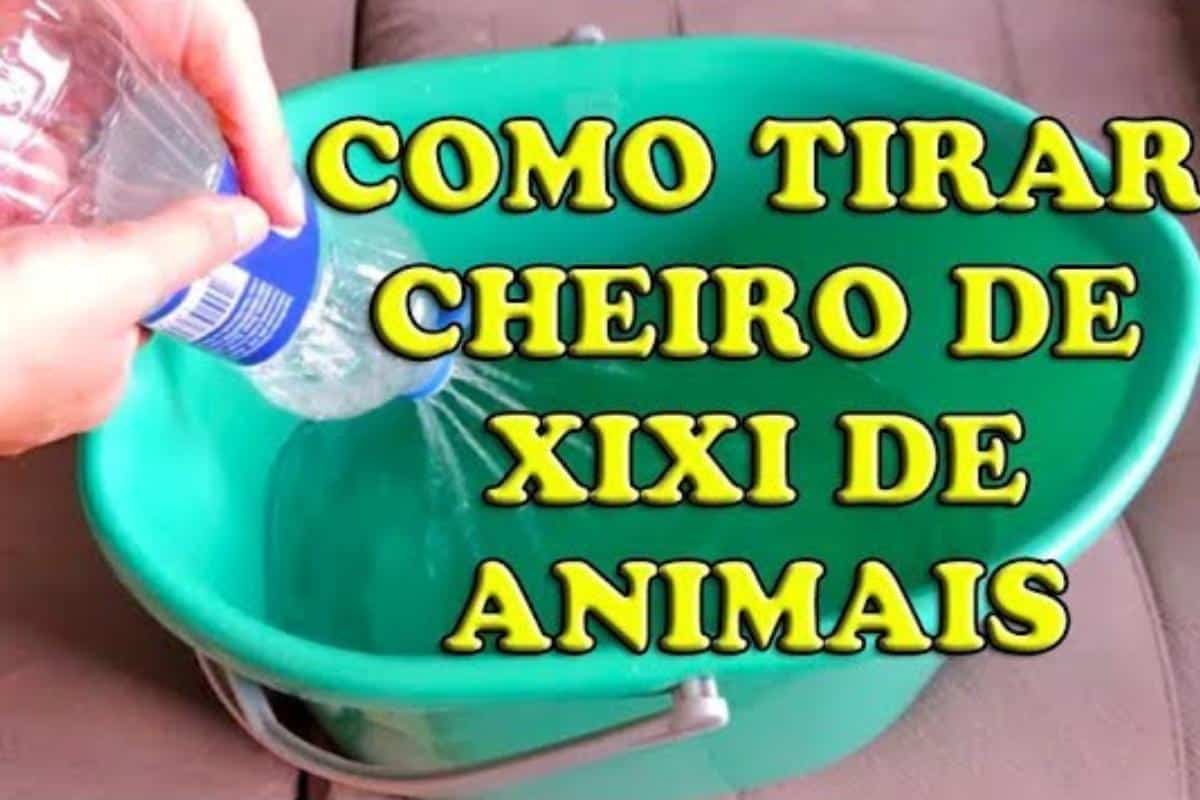Como tirar cheiro de urina de animais de um jeito fácil e barato