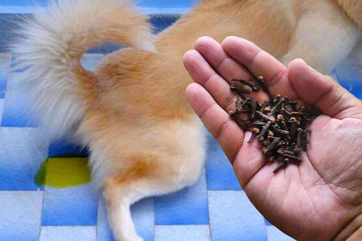 Dica caseira para o pet não ficar fazendo xixi pela casa toda