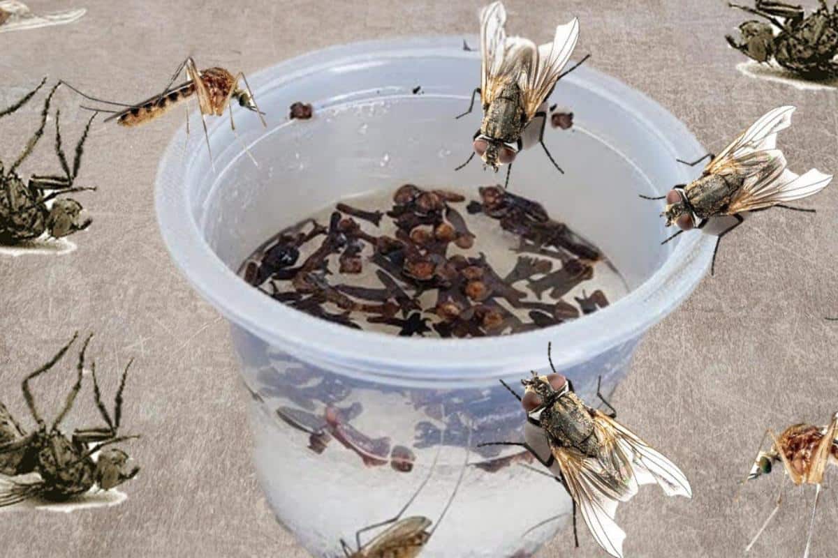Com esse inseticida caseiro não vai sobrar um mosquito na sua casa