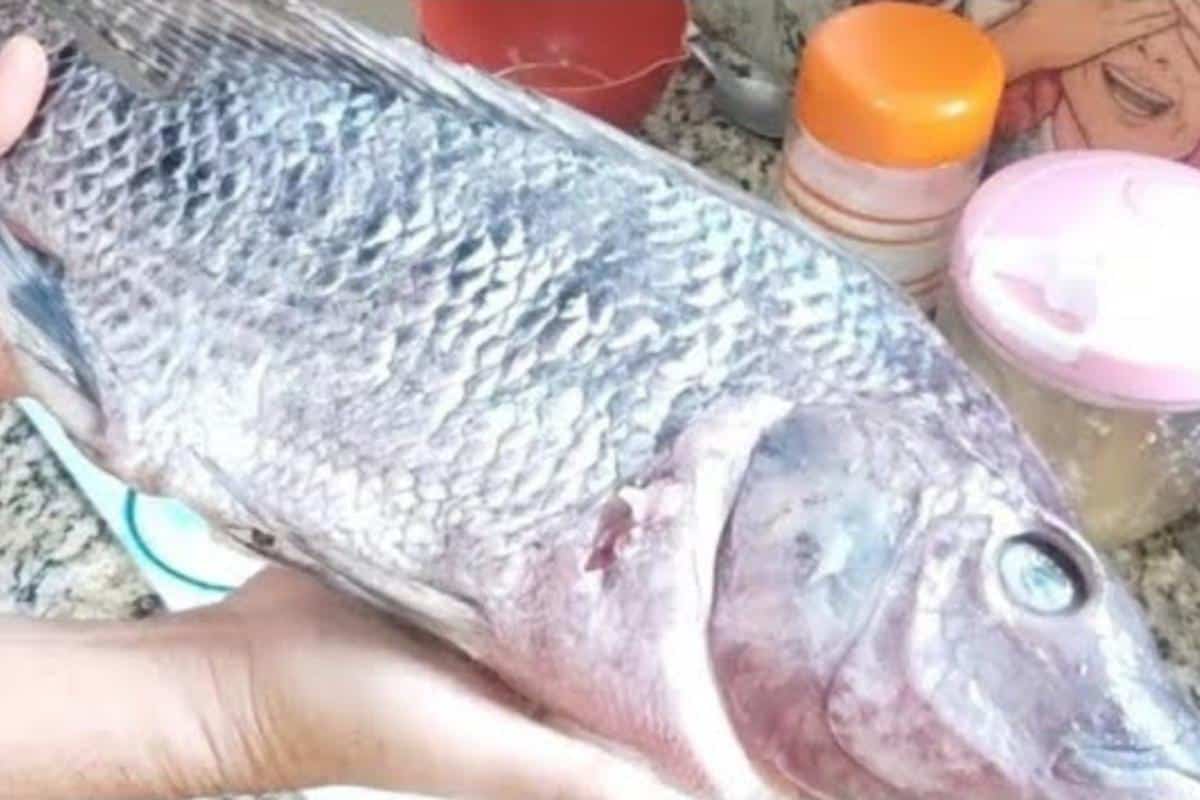 Como fazer e temperar peixe assado no forno do jeito certo que fica delicioso